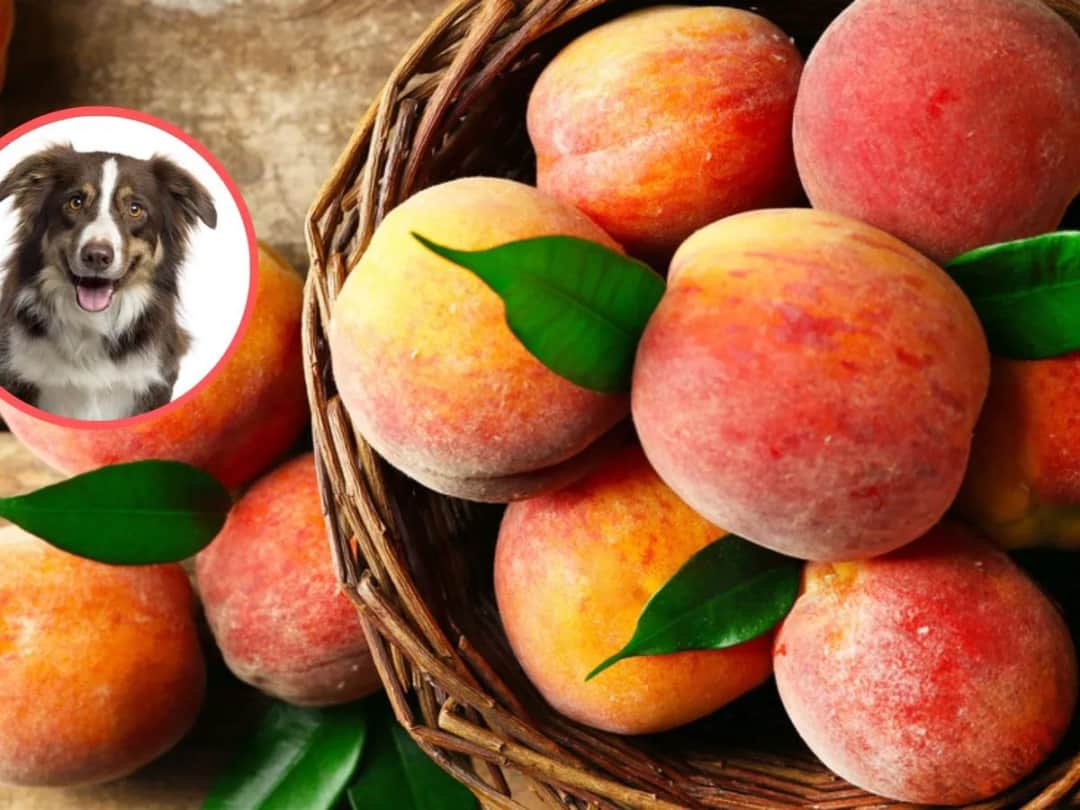 Czy pies może jeść brzoskwinie? Poznaj zasady bezpiecznego karmienia