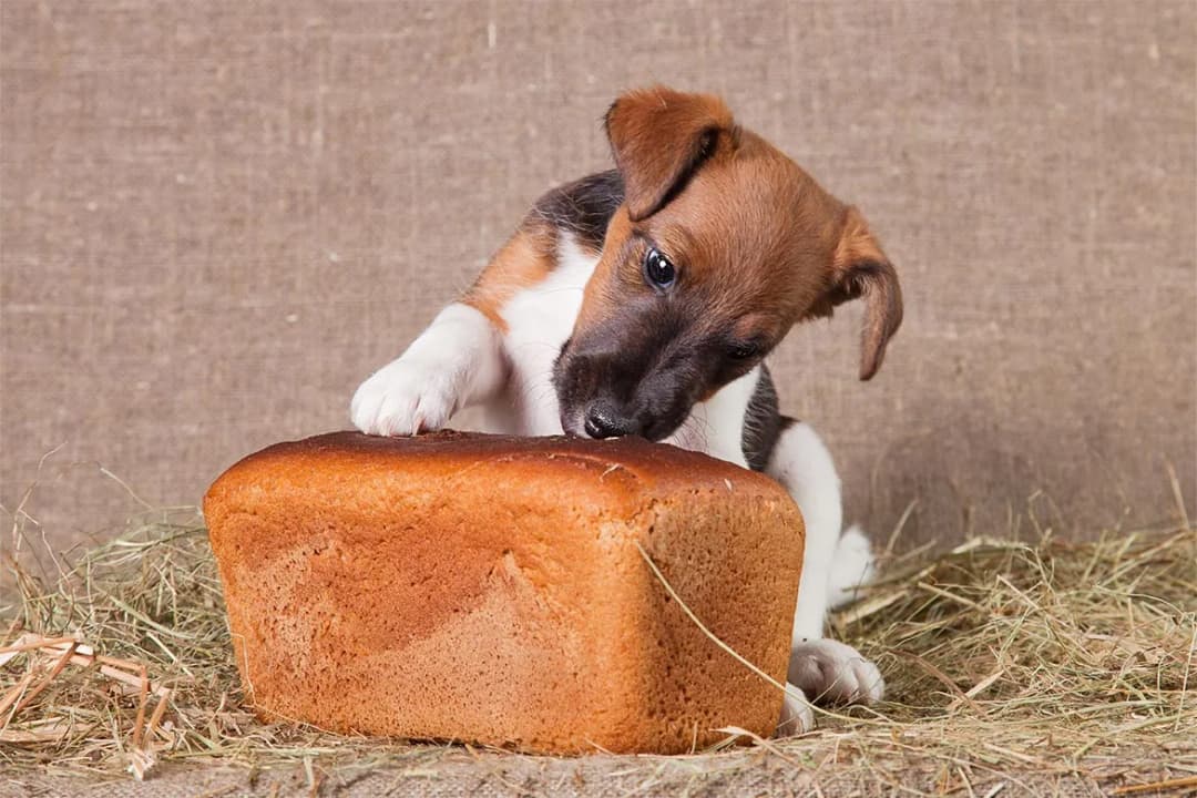 Chleb razowy w diecie psa - co musisz wiedzieć zanim podasz pupilowi