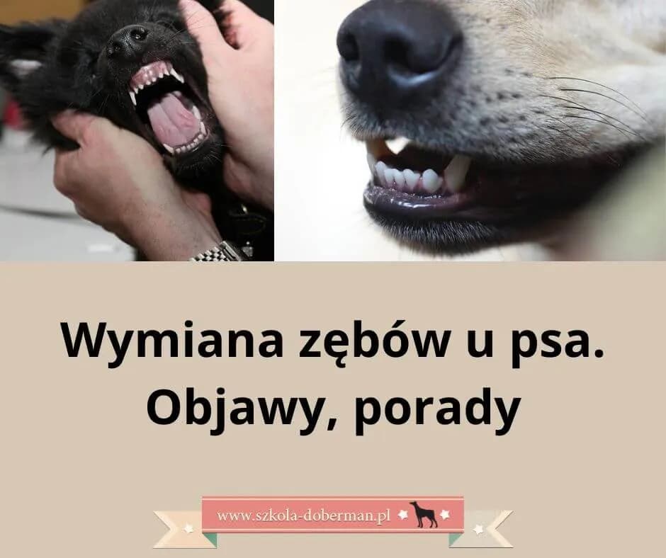 Kiedy szczeniakowi wypadają zęby? Kluczowe informacje i objawy wymiany