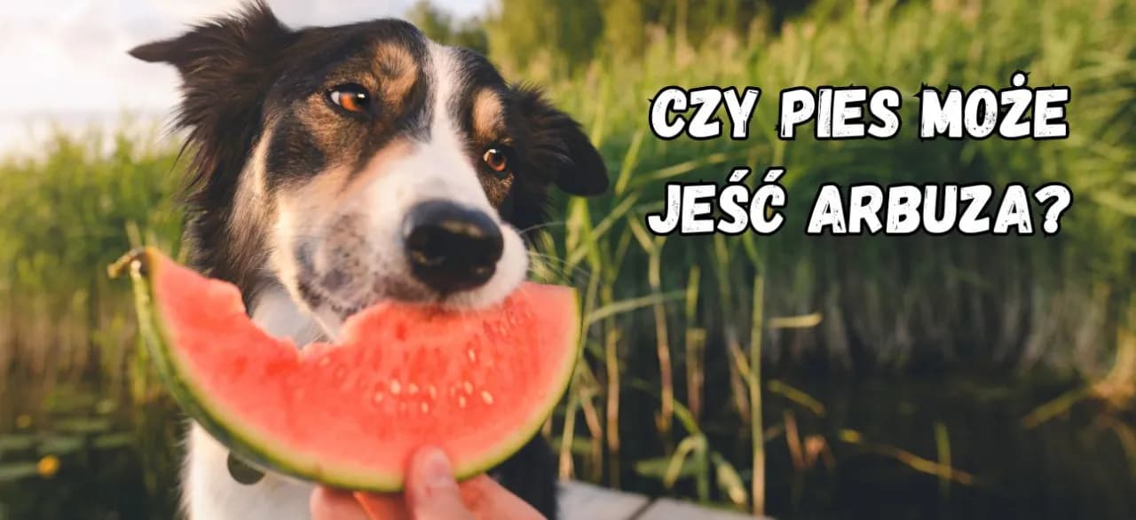 Czy pies może jeść skórkę od arbuza? Poznaj zagrożenia i bezpieczne porcje