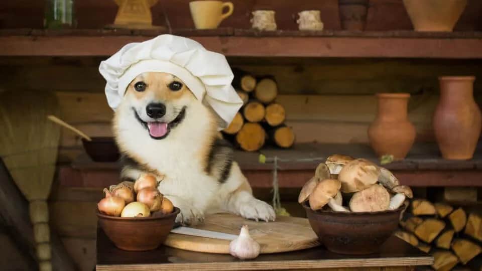 Czy pies może jeść pieczarki - poznaj fakty i wskazówki bezpiecznego karmienia