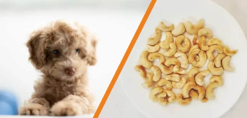 Czy pies może jeść nerkowce? Poznaj bezpieczną dawkę i zagrożenia