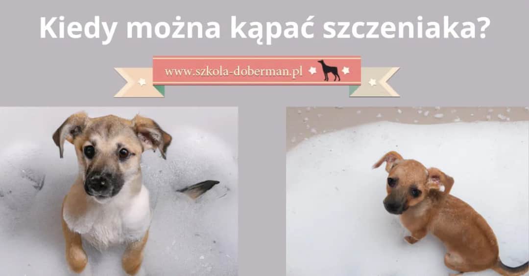 Czy można kąpać 8 tygodniowego szczeniaka bez ryzyka dla zdrowia?