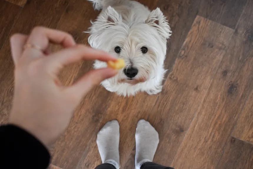 Czy pies może jeść ser - poznaj prawdę i zasady bezpiecznego podawania