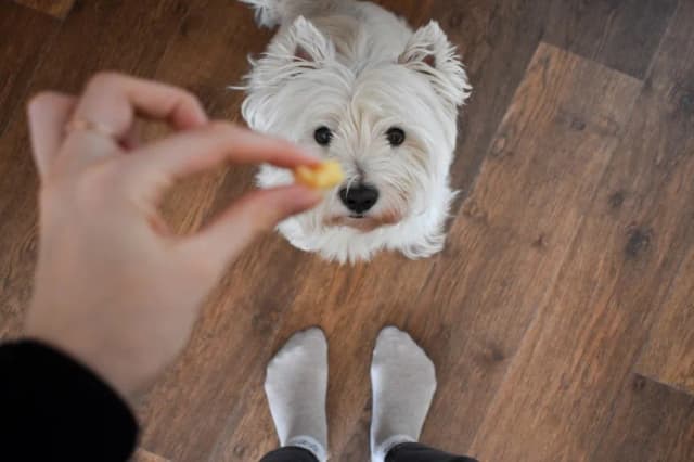 Czy pies może jeść ser - poznaj prawdę i zasady bezpiecznego podawania