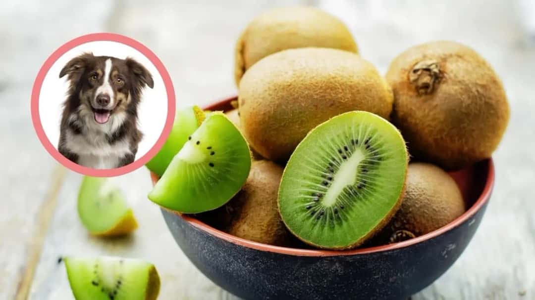 Czy pies może jeść kiwi - Kompletna instrukcja bezpiecznego podawania