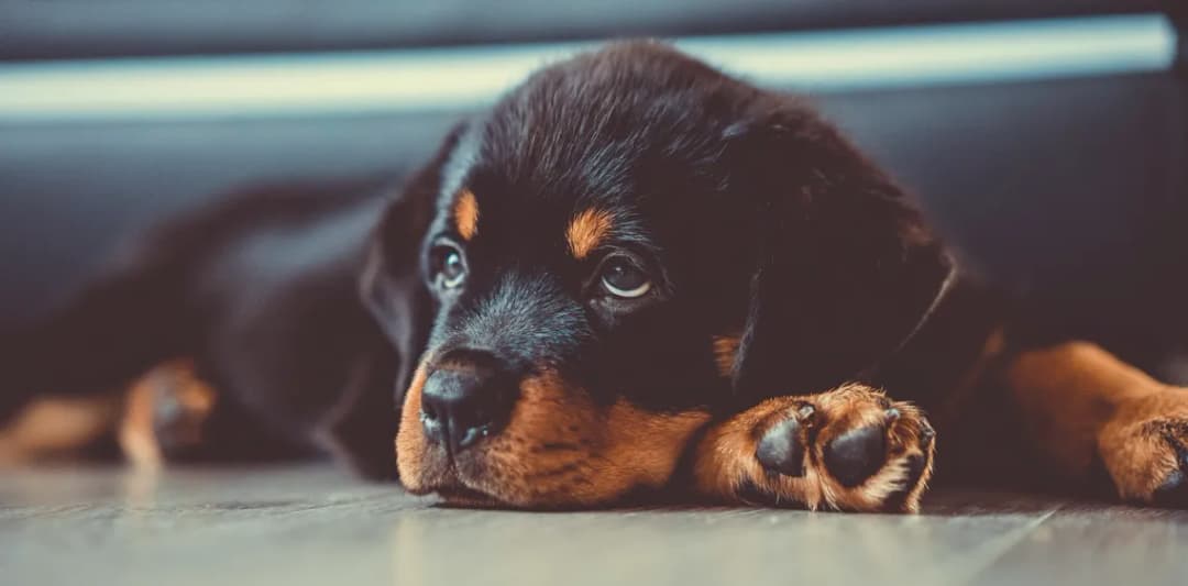 Jak wychować szczeniaka skutecznie i z miłością - sprawdzone metody