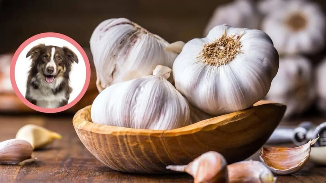 Czy pies może jeść czosnek? Poznaj prawdę o tej niebezpiecznej roślinie