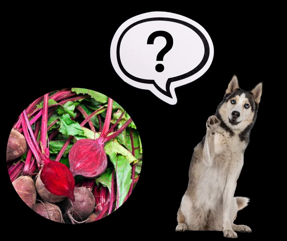 Czy pies może jeść buraki? Poznaj korzyści i zasady bezpiecznego podawania